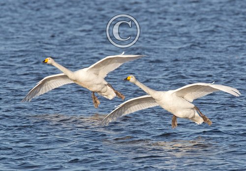 Whooper Swans DM0956